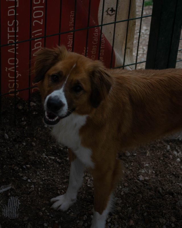 CRAPAA - Cães para adoção no mês de novembro