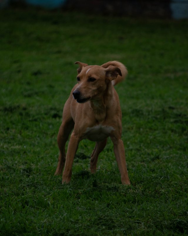 CRAPAA - Cães para adoção no mês de novembro