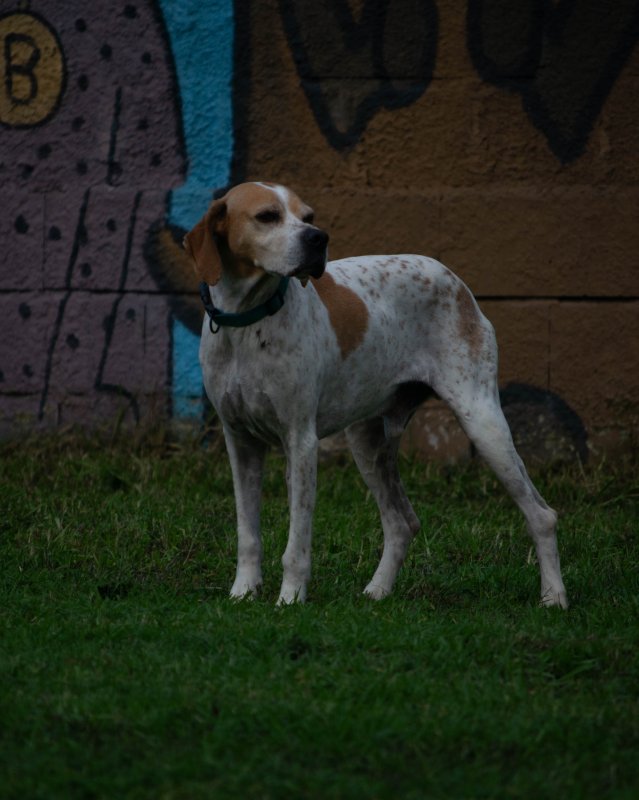 CRAPAA - Cães para adoção no mês de novembro