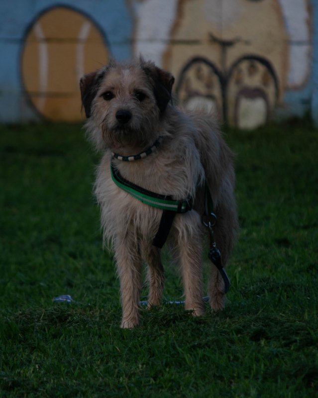 CRAPAA - Cães para adoção no mês de novembro