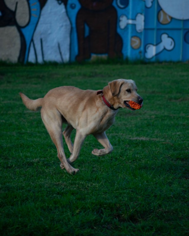 CRAPAA - Cães para adoção no mês de novembro