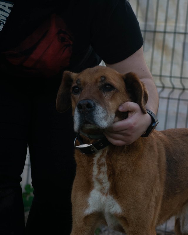 CRAPAA - Cães para adoção no mês de novembro