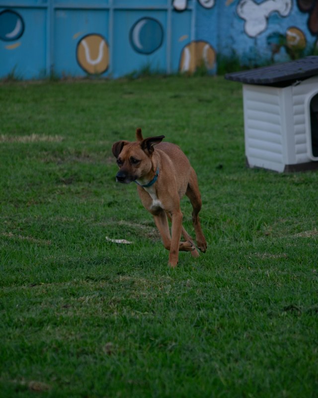 CRAPAA - Cães para adoção no mês de novembro