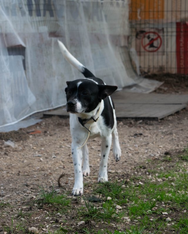 CRAPAA - Cães para adoção no mês de novembro