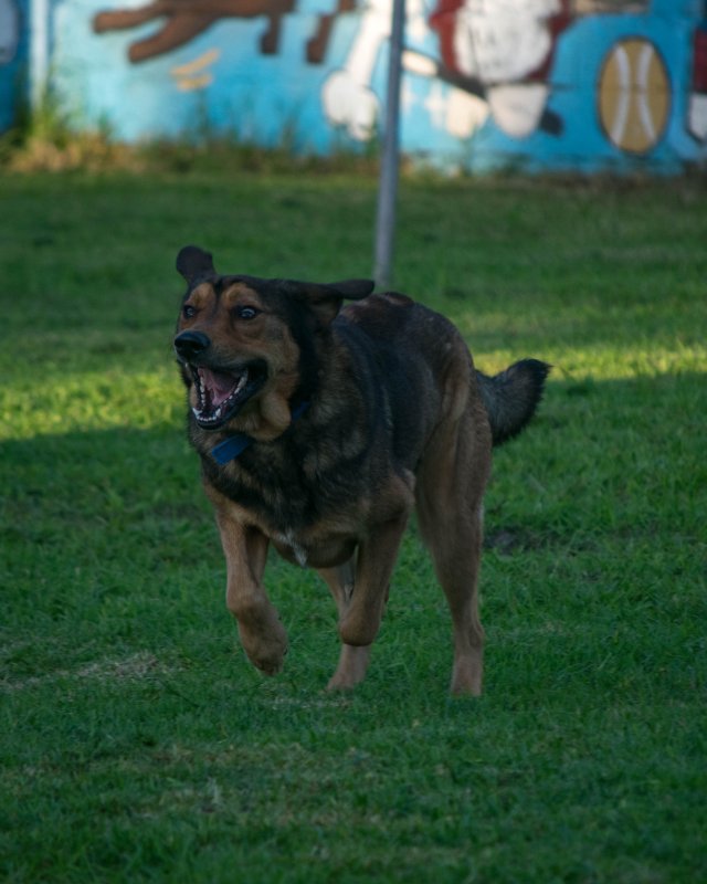 CRAPAA - Cães para adoção no mês de novembro