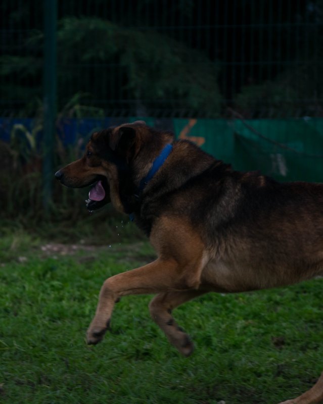 CRAPAA - Cães para adoção no mês de novembro