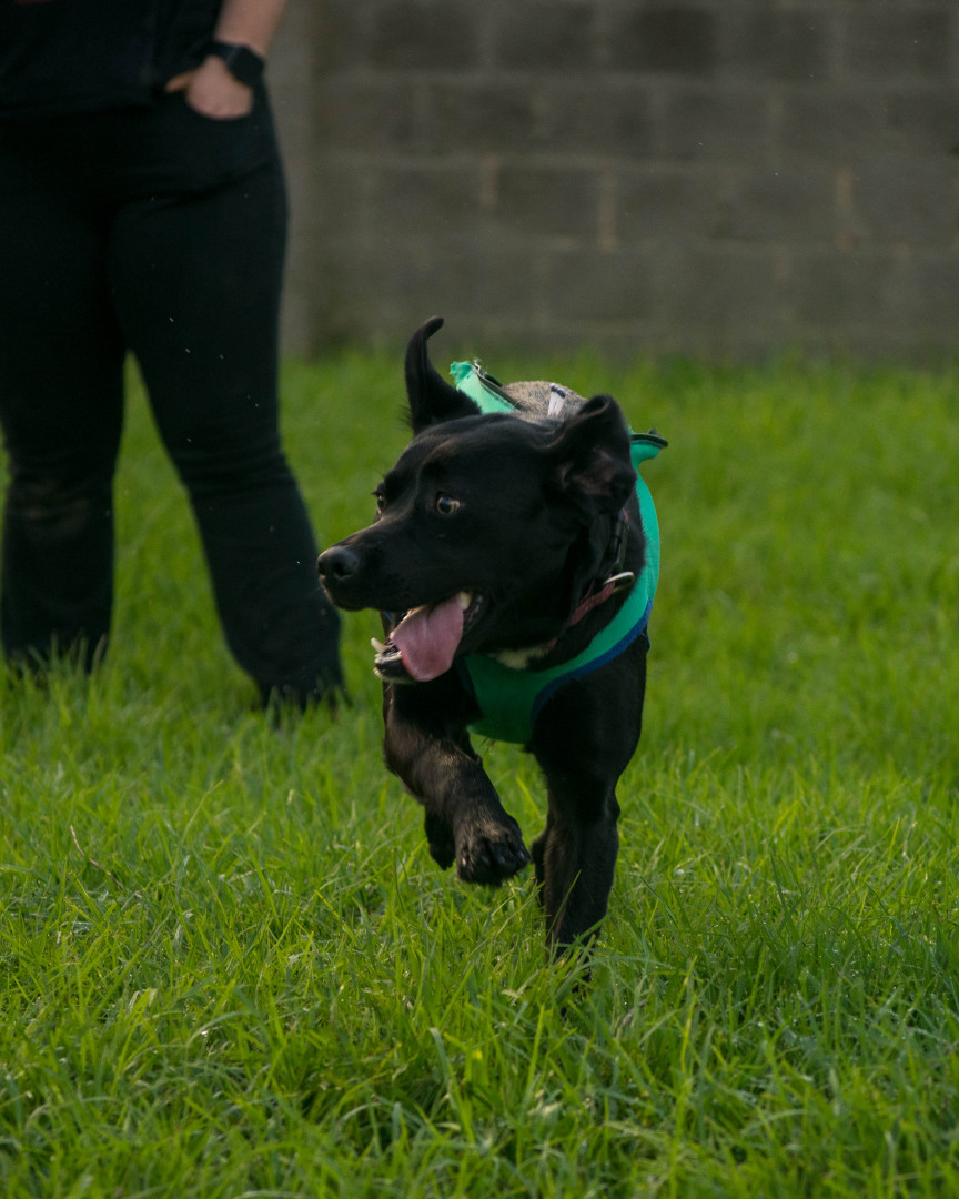 CRAPAA - Cães para adoção no mês de novembro