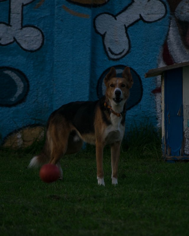 CRAPAA - Cães para adoção no mês de novembro