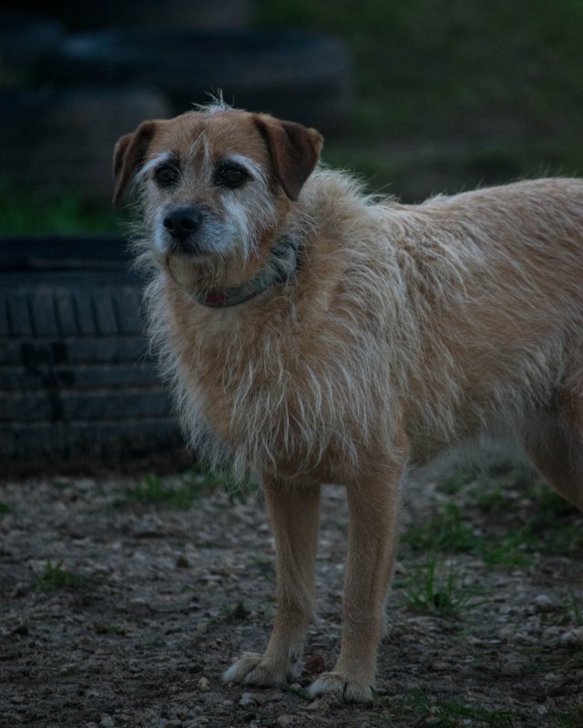 CRAPAA - Cães para adoção no mês de novembro