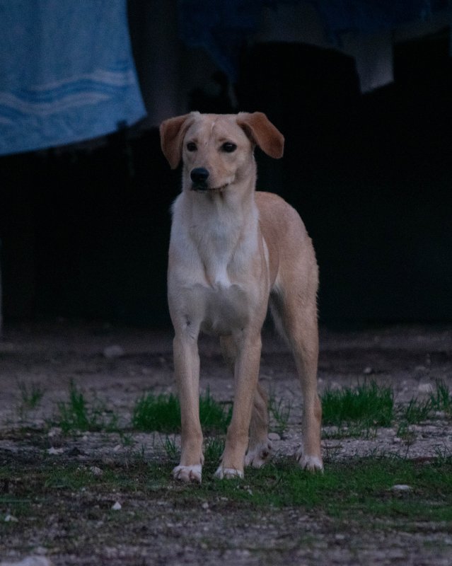 CRAPAA - Cães para adoção no mês de novembro